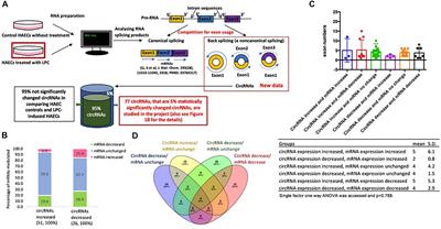 Increasing Upstream Chromatin Long–Range Interactions May Favor Induction of Circular RNAs in LysoPC-Activated Human Aortic Endothelial Cells